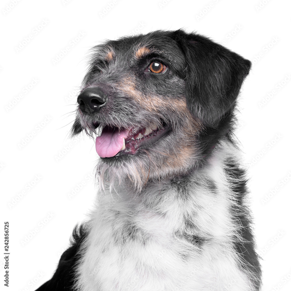 Portrait of an adorable mixed breed dog