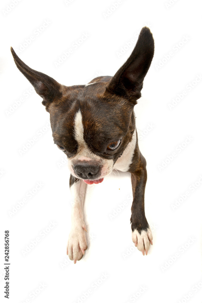 Wide angle shot of an adorable Boston Terrier