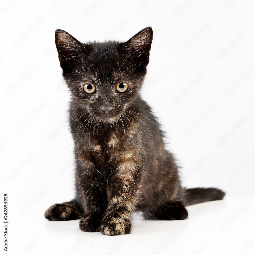 Obraz premium Studio shot of a cute little kitten
