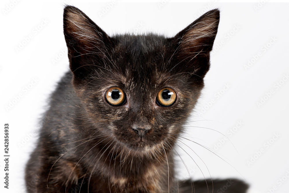Portrait of a cute little kitten