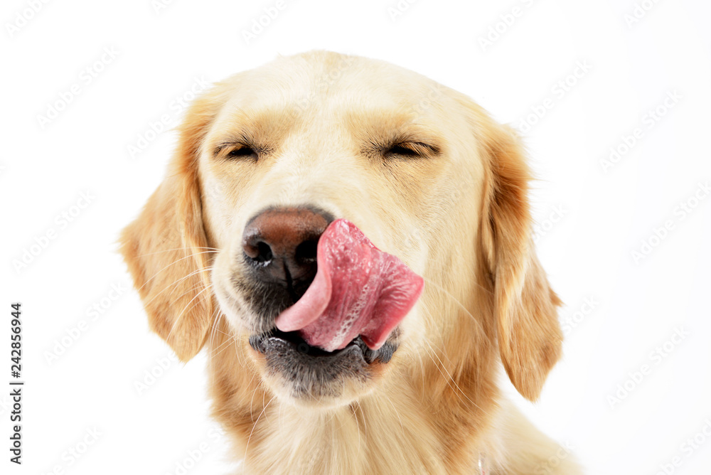 An adorable Golden retriever puppy licking her lips