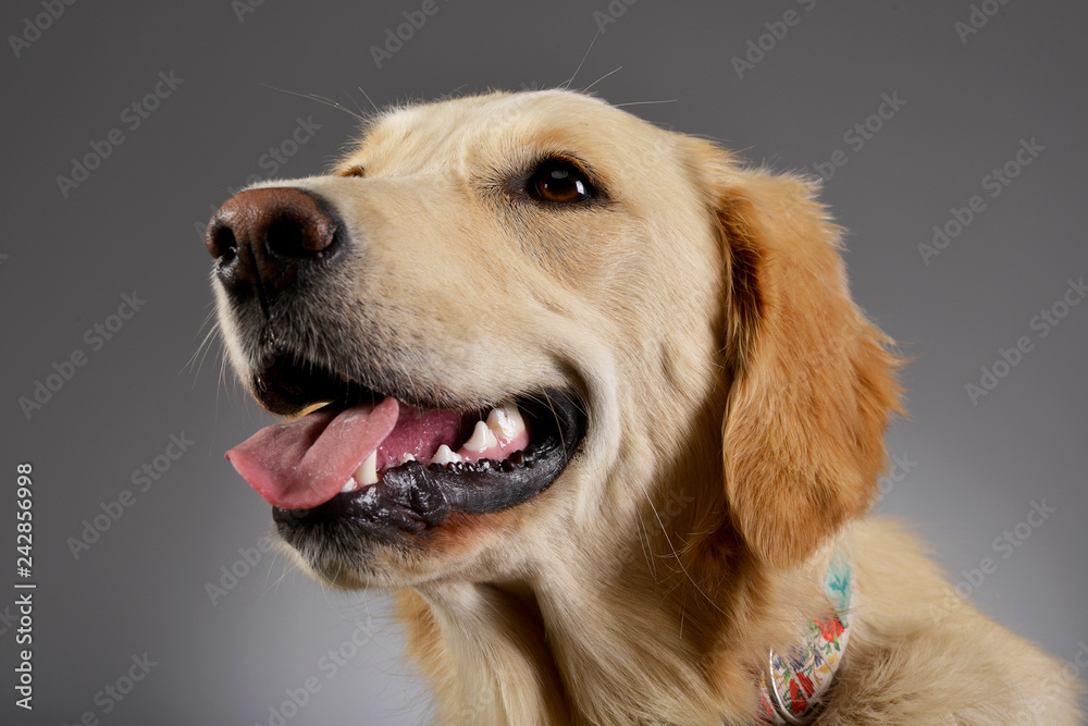 Portrait of an adorable Golden retriever puppy