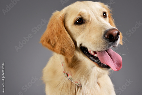 Portrait of an adorable Golden retriever puppy © kisscsanad