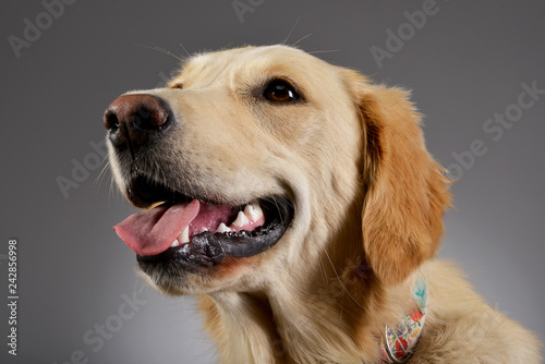 Portrait of an adorable Golden retriever puppy © kisscsanad