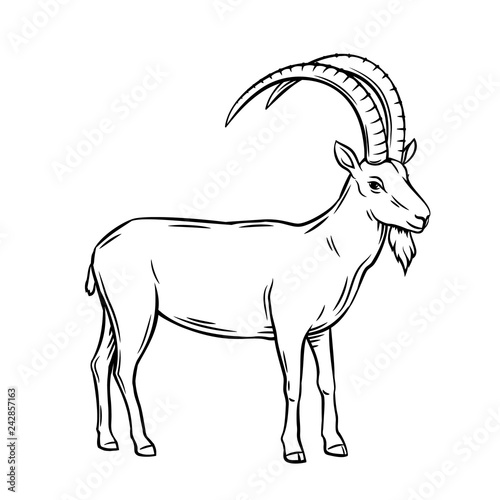 Mountain goat