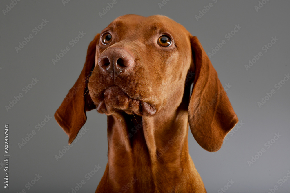 Portrait of an adorable Hungarian vizsla