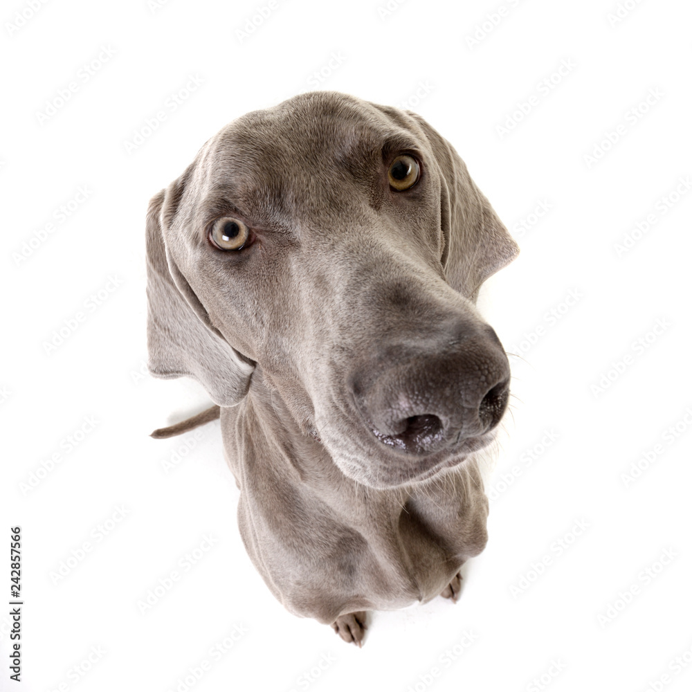 Wide angle portrait of an adorable Weimaraner