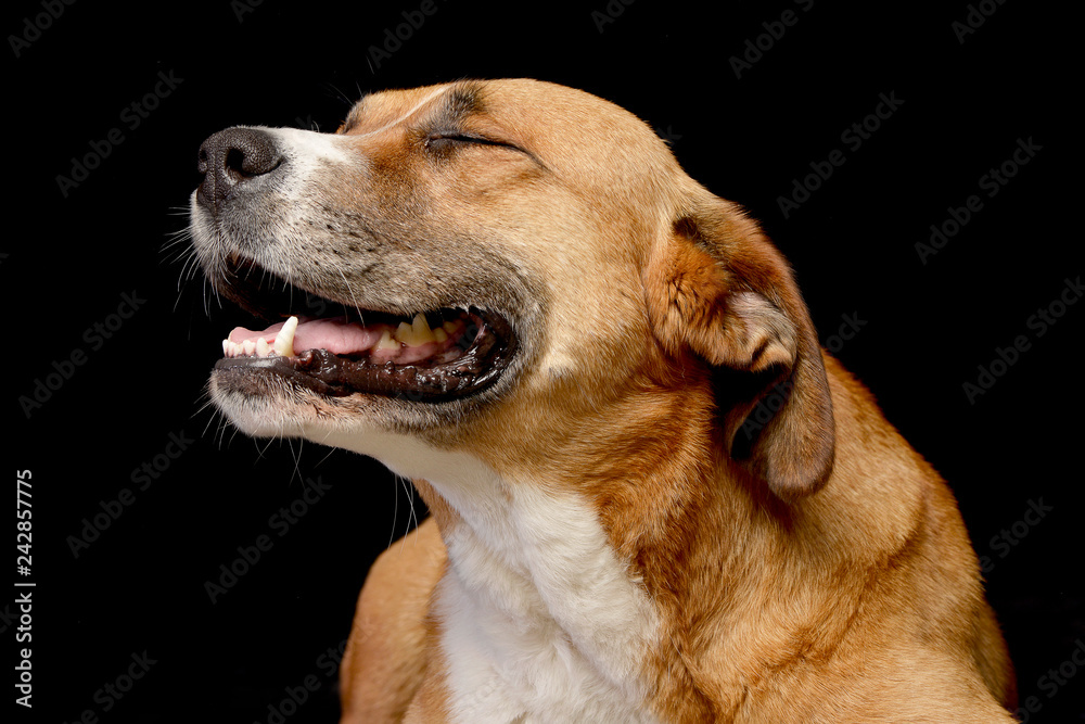 Portrait of an adorable Staffordshire Terrier Portrait of an adorable Staffordshire Terrier