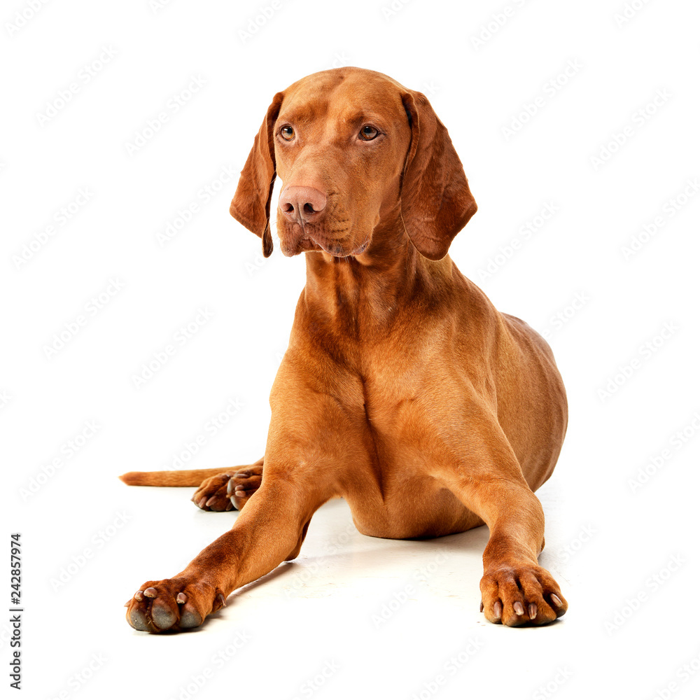 Studio shot of an adorable Hungarian vizsla