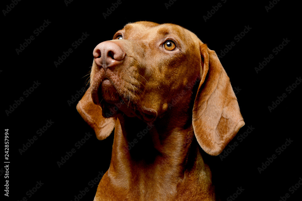 Portrait of an adorable Hungarian vizsla Portrait of an adorable Hungarian vizsla