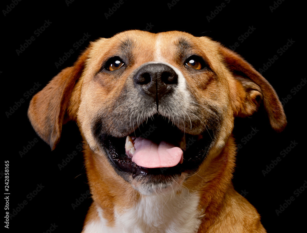 Portrait of an adorable Staffordshire Terrier