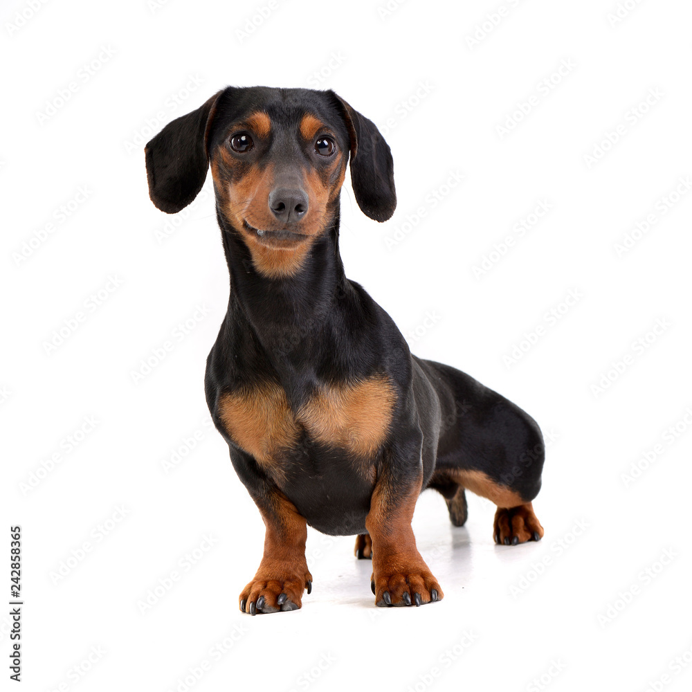 Studio shot of an adorable Dachshund