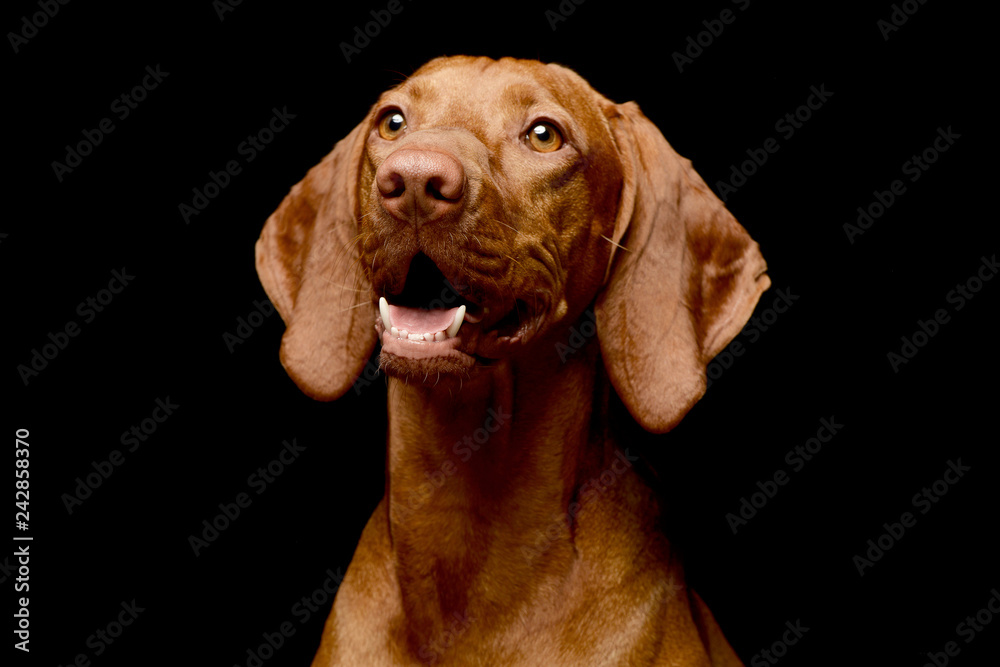 Portrait of an adorable Hungarian vizsla Portrait of an adorable Hungarian vizsla