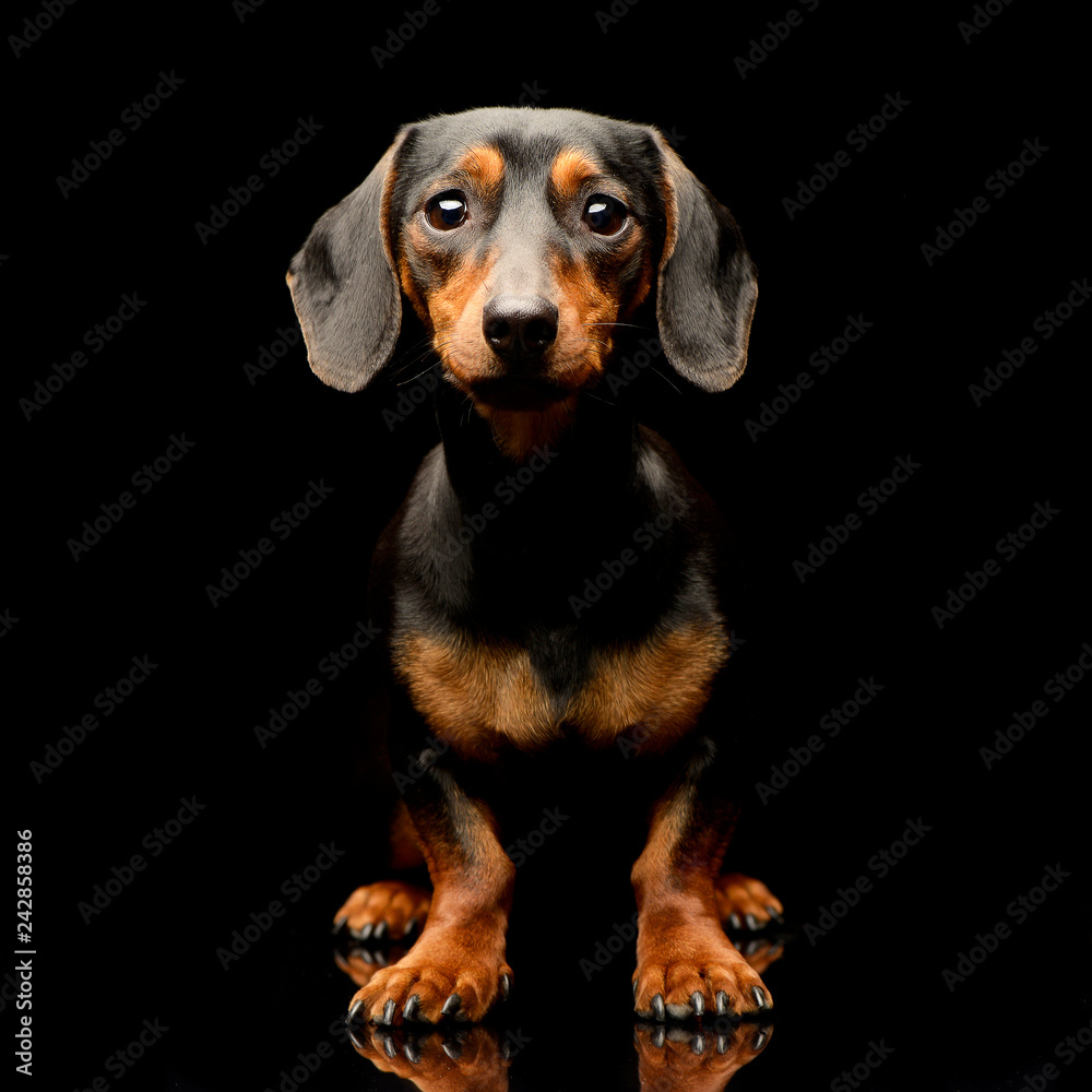 Studio shot of an adorable Dachshund