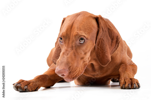 Studio shot of an adorable Hungarian vizsla