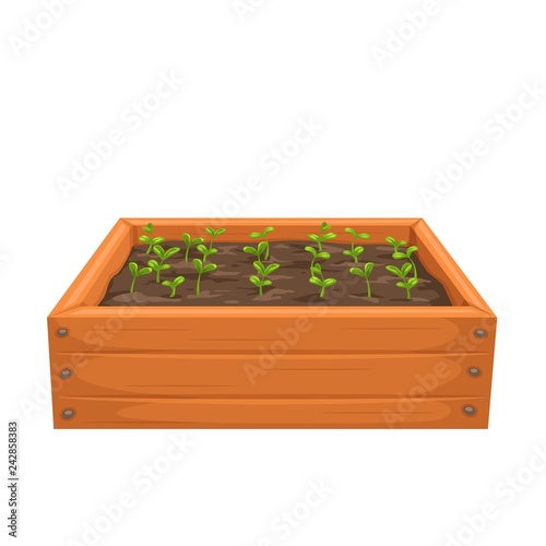 Seedling in a Wooden Box