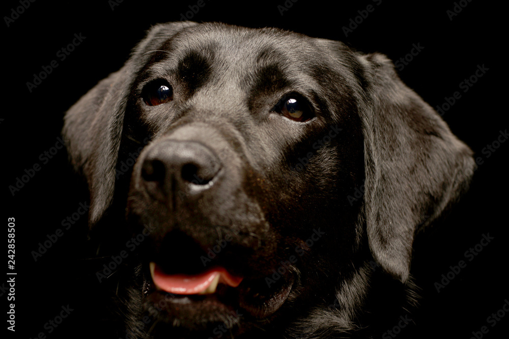 Portrait of an adorable Labrador retriever