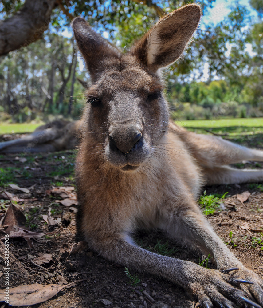 Fototapeta premium Cool kangaroo in Tasmania, Australia