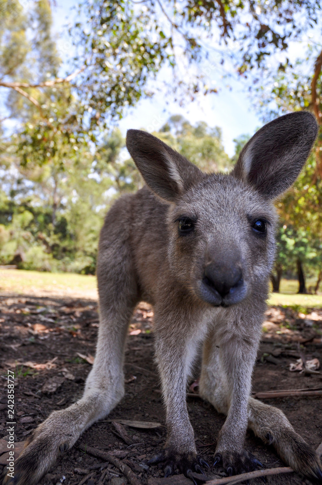 Fototapeta premium Cool kangaroo in Tasmania, Australia