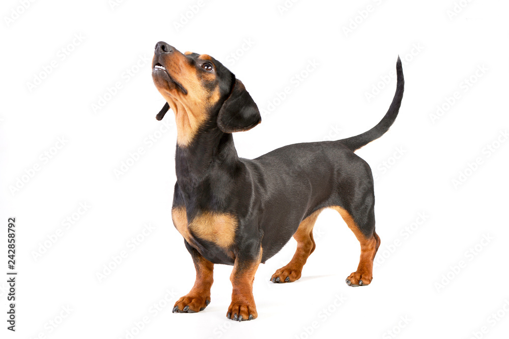 Studio shot of an adorable Dachshund