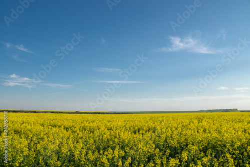 Yellow rapeseed field under blue sky