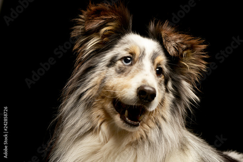 Portrait of an adorable Border collie puppy © kisscsanad