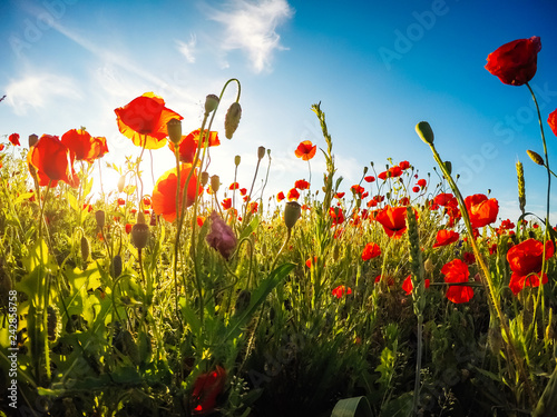 Blooming red poppies on field against the sun, blue sky. Wild flowers in springtime.