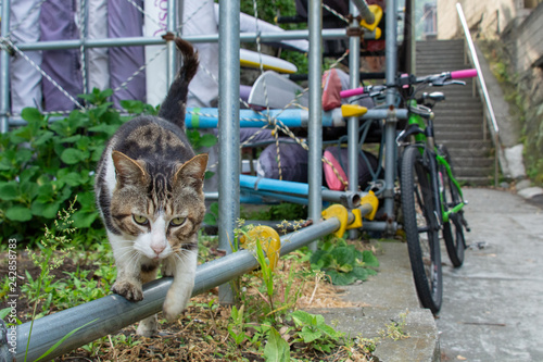 cat on bicycle