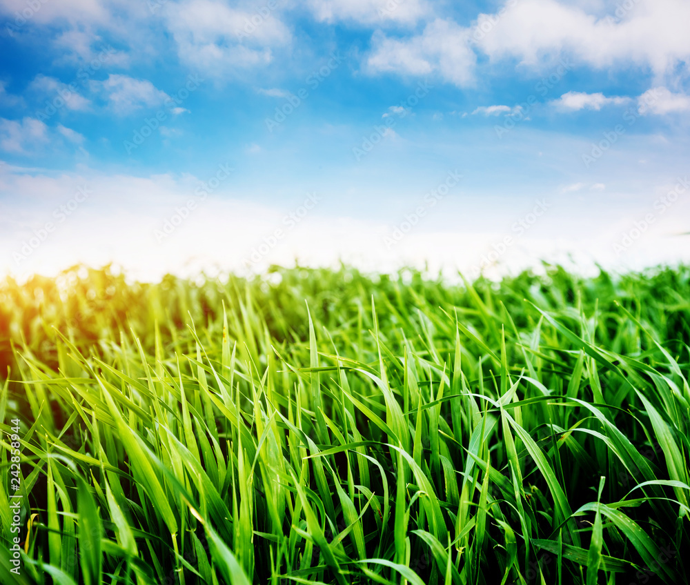 Fototapeta premium Bright lush grass in sunlight. Picturesque day and gorgeous scene.