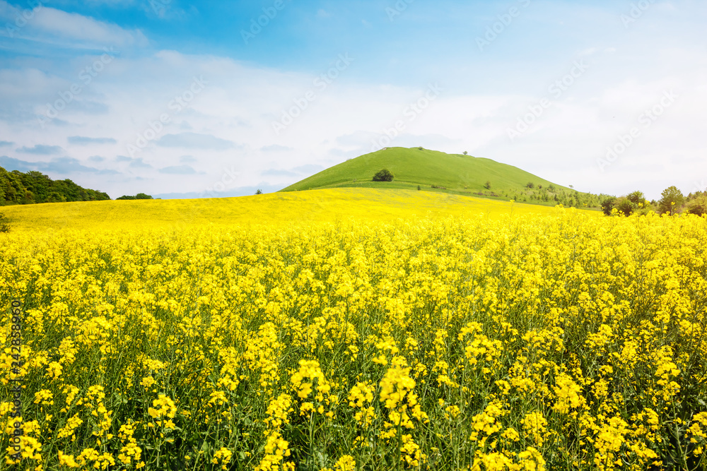 Captivating views of canola field in sunlight.