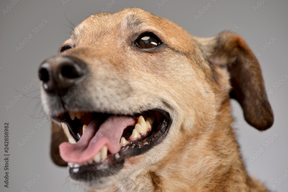 Portrait of on adorable mixed breed dog Portrait of on adorable mixed breed dog