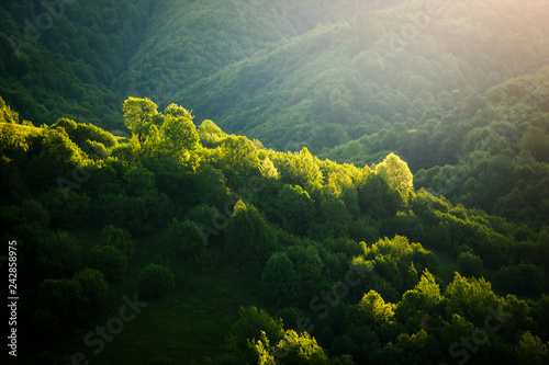 Magical woods in the morning sun. Fairy forest in springtime.