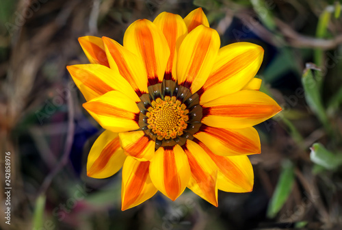 Gazania - Mittagsgold blühend