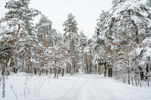Traveling and recreation. Fairytale winter pine forest with snow covered trees. Colorful outdoor scene.