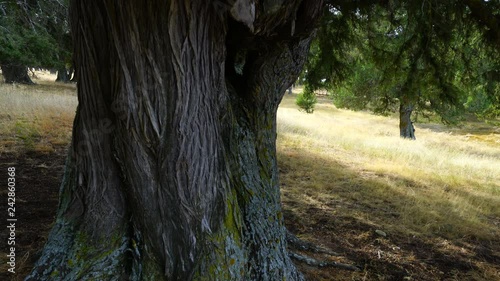  SPANISH JUNIPER Juniperus thurifera, Enebral de Hornuez, Segovia, Castill y Leon, Spain, Europe photo