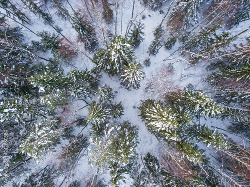 aerial view of the winter snow forest of Karelia  © alexkazachok