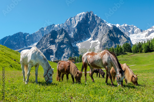 Cavalli in Montagna  Monte Bianco estate