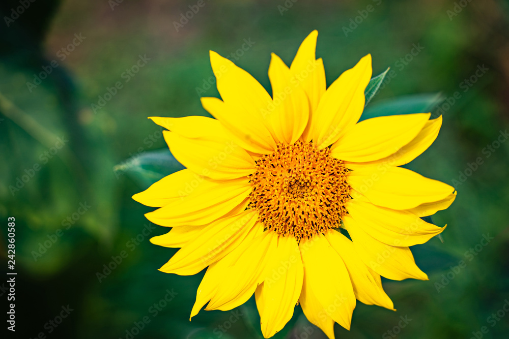 Obraz premium One closeup sunflower on green background.