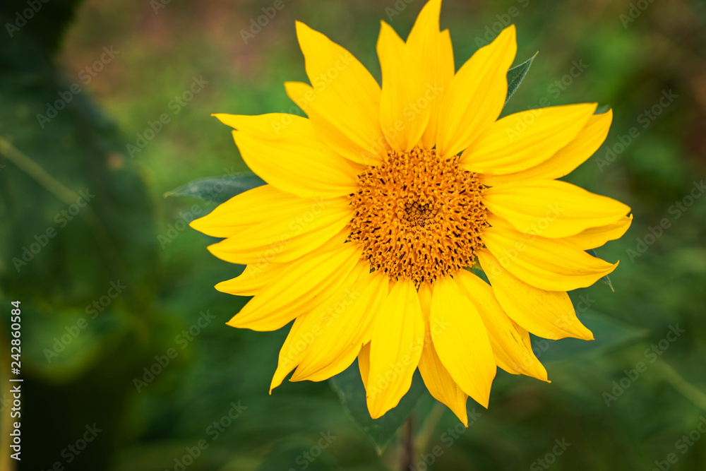 Obraz premium One closeup sunflower on green background.