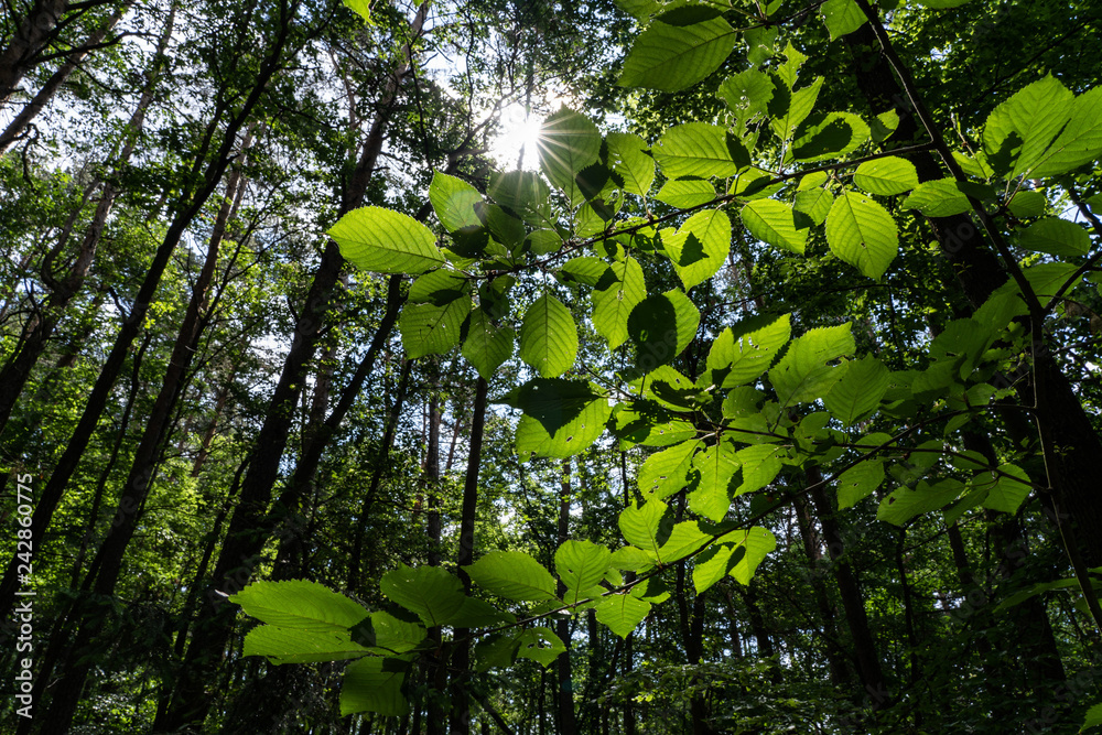 Obraz premium Sun dramatically casting intense rays through a large trees. Summer day inside a deep forest.