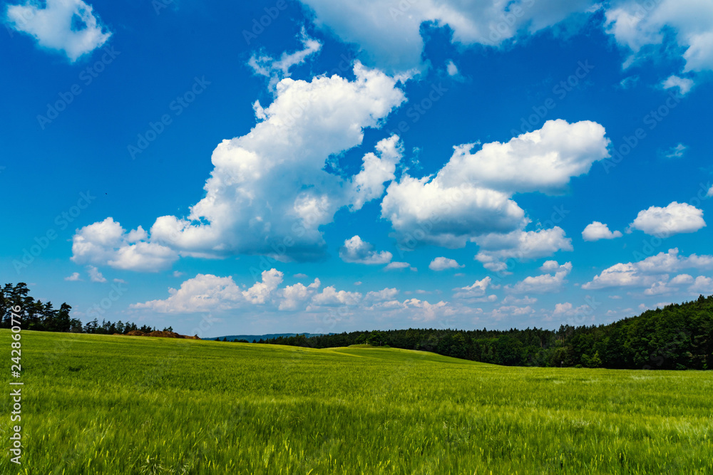 Green field and blue sky.