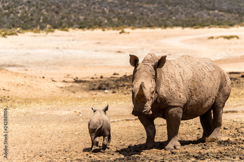 White Rhino mother with her baby in a private game reserve