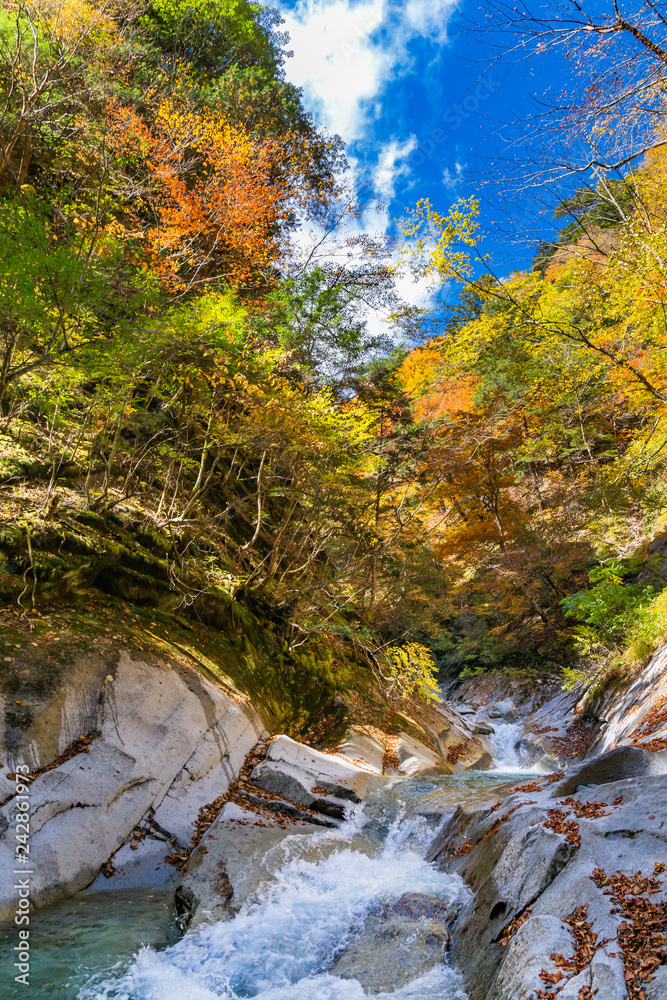西沢渓谷の鮮やかな紅葉と滝 西沢渓谷の鮮やかな紅葉と滝