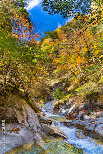 西沢渓谷の鮮やかな紅葉と滝