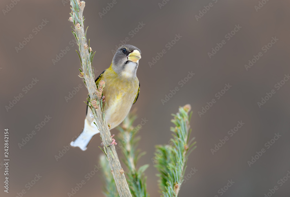 Obraz premium Female Evening Grosbeak in Winter, Portrait