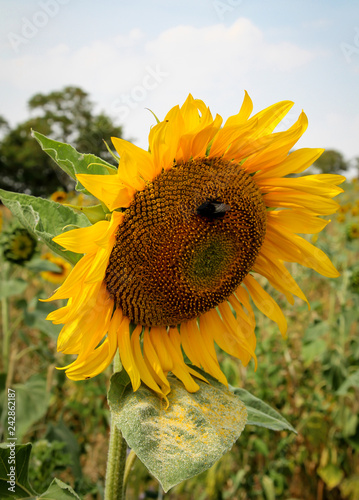 Fototapeta Naklejka Na Ścianę i Meble -  Sonnenblume, Details einer Sonnenblume 
