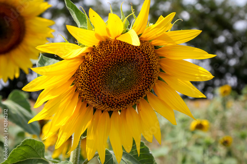 Fototapeta Naklejka Na Ścianę i Meble -  Sonnenblume, Details einer Sonnenblume 