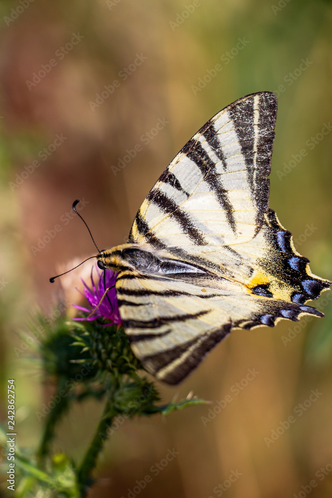 Close-up of a June Scarce swallowtail, Iphiclides podalirius butterfly on a Milk thistle or Silybum marianum flowerhead, natural blurred background Close-up of a June Scarce swallowtail, Iphiclides podalirius butterfly on a Milk thistle or Silybum marianum flowerhead, natural blurred background