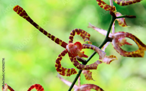 Arachnis flower and orchids plant in the farm photo