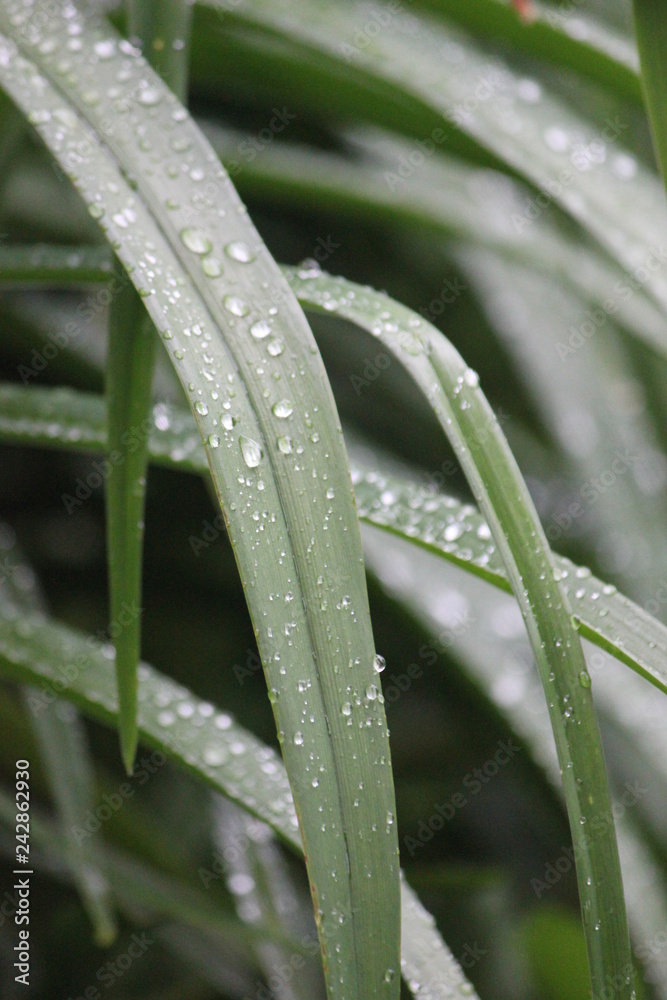 grass dew grass dew